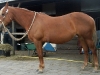 Paarden