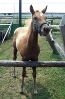Blondy
