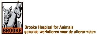 Brooke helpt werkpaarden en ezels van straatarme mensen in landen als Egypte, India en Pakistan.